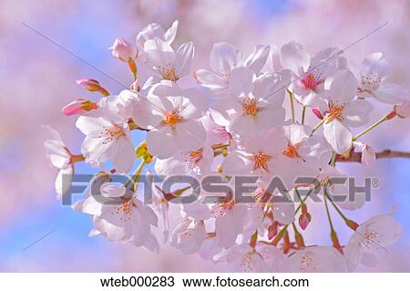 Cherry blossoms in full bloom, Japan View Large Photo Image Stock Image - Cherry blossoms in full bloom, Japan. Fotosearch