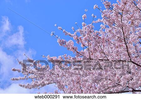 Cherry blossoms in full bloom, Japan View Large Photo Image Stock Image - Cherry blossoms in full bloom, Japan. Fotosearch