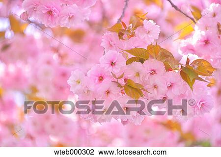 Stock Image - Cherry blossoms in full bloom, Japan. Fotosearch