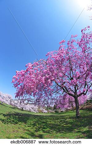 Cherry blossoms in full bloom, Japan View Large Photo Image Stock Photo - Cherry blossoms in full bloom, Japan. Fotosearch