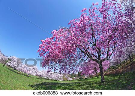 Cherry blossoms in full bloom, Japan View Large Photo Image Stock Photo - Cherry blossoms in full bloom, Japan. Fotosearch