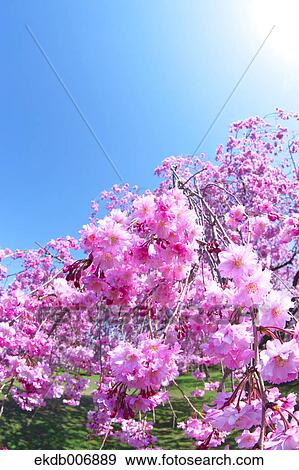 Stock Photo - Cherry blossoms in full bloom, Japan. Fotosearch