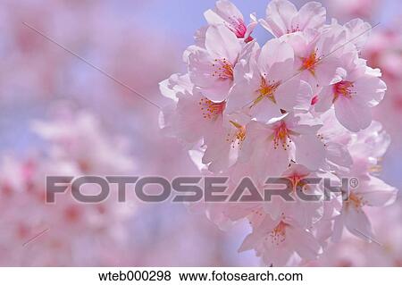 Cherry blossoms in full bloom, Japan View Large Photo Image Stock Photo - Cherry blossoms in full bloom, Japan. Fotosearch