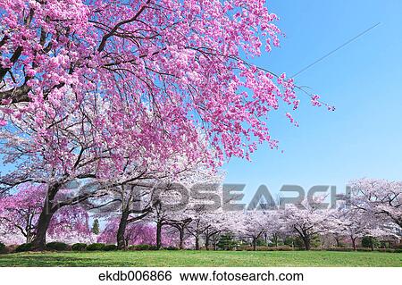 Cherry blossoms in full bloom, Japan View Large Photo Image Stock Photograph - Cherry blossoms in full bloom, Japan. Fotosearch