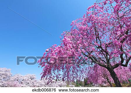 Cherry blossoms in full bloom, Japan View Large Photo Image Stock Photograph - Cherry blossoms in full bloom, Japan. Fotosearch
