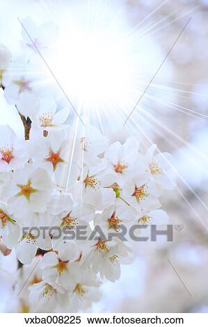 Stock Photography - Cherry blossoms in full bloom, Japan. Fotosearch