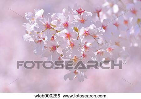 Cherry blossoms in full bloom, Japan View Large Photo Image Stock Photography - Cherry blossoms in full bloom, Japan. Fotosearch