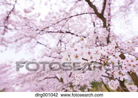 Stock Image - Cherry blossoms in full bloom. Fotosearch