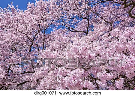 Cherry blossoms in full bloom View Large Photo Image Stock Image - Cherry blossoms in full bloom. Fotosearch
