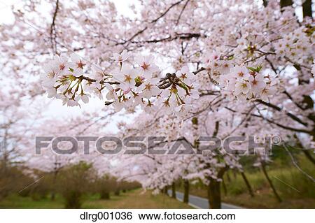 Cherry blossoms in full bloom View Large Photo Image Stock Photograph - Cherry blossoms in full bloom. Fotosearch