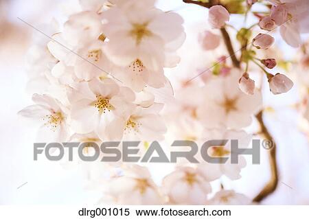 Stock Photography - Cherry blossoms in full bloom. Fotosearch