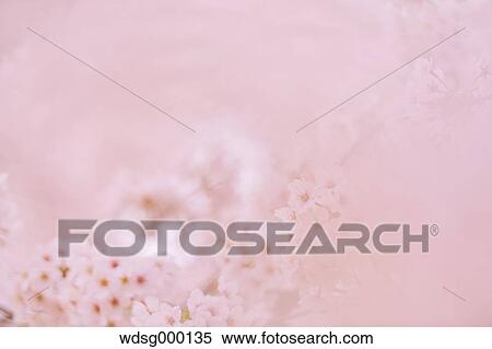 Stock Photography - Cherry blossoms in full bloom. Fotosearch