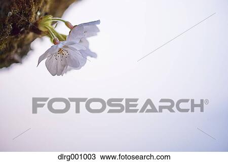 Close up of cherry blossoms in full bloom View Large Photo Image Stock Image - Close up of cherry blossoms in full bloom. Fotosearch
