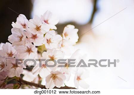 Stock Image - Close up of cherry blossoms in full bloom. Fotosearch