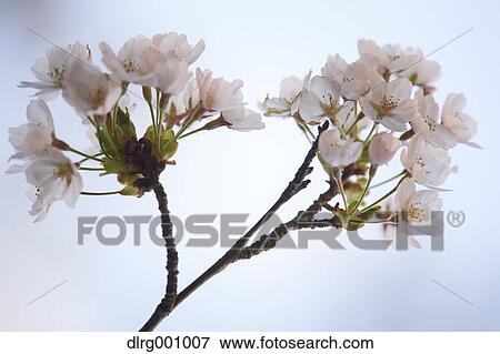 Stock Photo - Close up of cherry blossoms in full bloom. Fotosearch