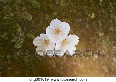 Stock Photo - Close up of cherry blossoms in full bloom. Fotosearch