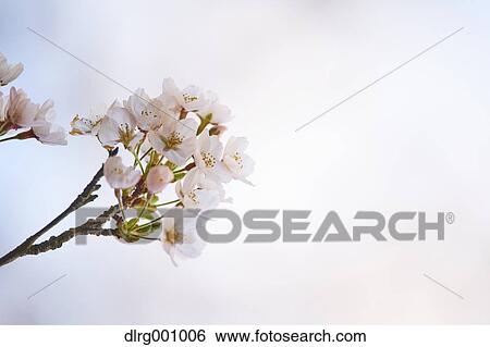 Stock Photograph - Close up of cherry blossoms in full bloom. Fotosearch