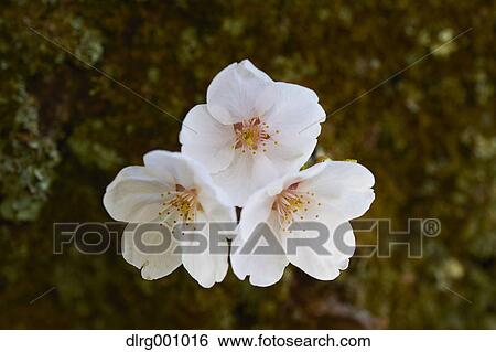 Stock Photograph - Close up of cherry blossoms in full bloom. Fotosearch