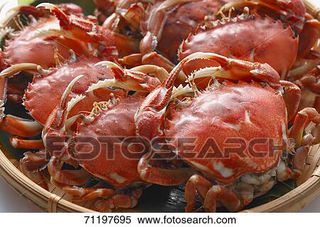 Cooked crab View Large Photo Image Stock Photography - Cooked crab. Fotosearch