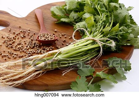 Coriander View Large Photo Image Picture - Coriander. Fotosearch