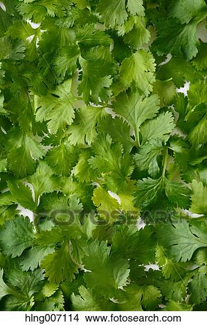 Coriander View Large Photo Image Picture - Coriander. Fotosearch