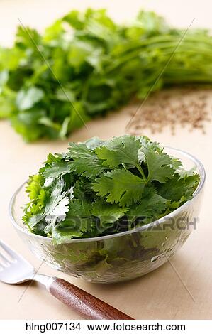 Coriander View Large Photo Image Picture - Coriander. Fotosearch