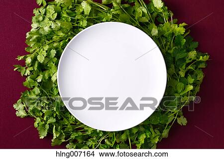 Coriander View Large Photo Image Picture - Coriander. Fotosearch