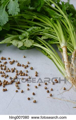 Stock Image - Coriander. Fotosearch