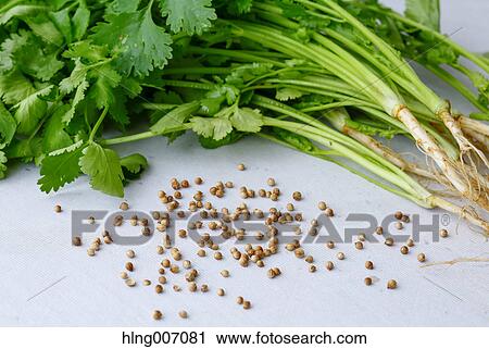 Coriander View Large Photo Image Stock Image - Coriander. Fotosearch