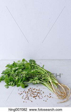 Stock Image - Coriander. Fotosearch
