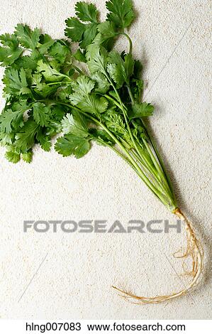 Coriander View Large Photo Image Stock Image - Coriander. Fotosearch