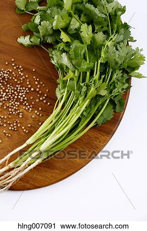 Coriander View Large Photo Image Stock Image - Coriander. Fotosearch