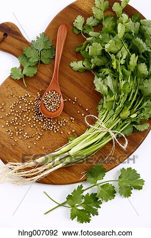 Coriander View Large Photo Image Stock Image - Coriander. Fotosearch