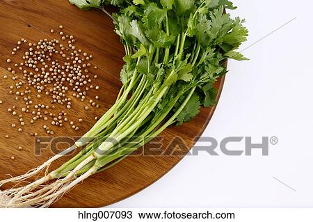 Coriander View Large Photo Image Stock Image - Coriander. Fotosearch