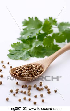 Coriander View Large Photo Image Stock Image - Coriander. Fotosearch