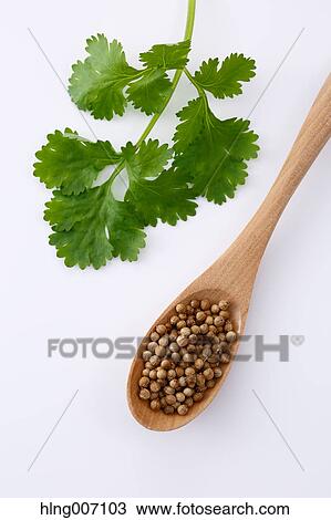Coriander View Large Photo Image Stock Image - Coriander. Fotosearch
