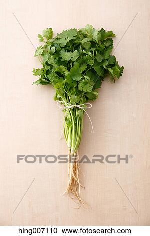 Coriander View Large Photo Image Stock Image - Coriander. Fotosearch