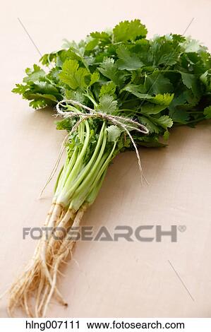 Coriander View Large Photo Image Stock Image - Coriander. Fotosearch