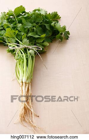 Coriander View Large Photo Image Stock Image - Coriander. Fotosearch