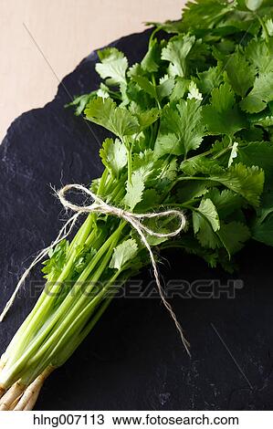Coriander View Large Photo Image Stock Image - Coriander. Fotosearch