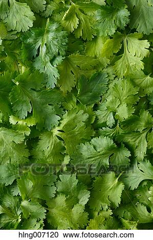 Coriander View Large Photo Image Stock Image - Coriander. Fotosearch
