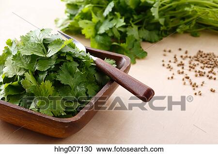Coriander View Large Photo Image Stock Image - Coriander. Fotosearch