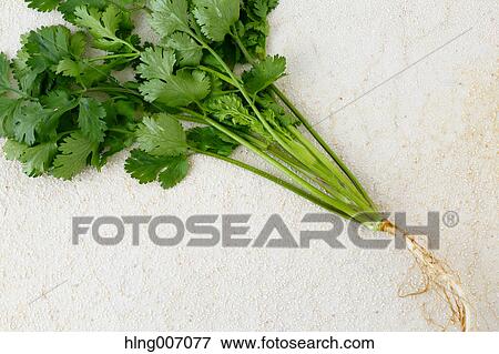 Coriander View Large Photo Image Stock Photo - Coriander. Fotosearch