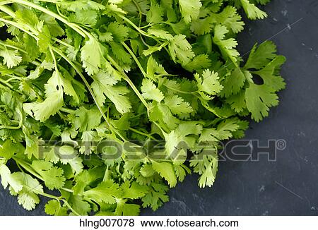 Coriander View Large Photo Image Stock Photo - Coriander. Fotosearch