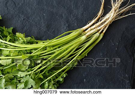 Coriander View Large Photo Image Stock Photo - Coriander. Fotosearch