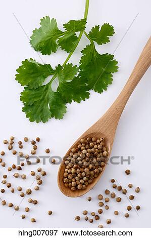 Coriander View Large Photo Image Stock Photo - Coriander. Fotosearch