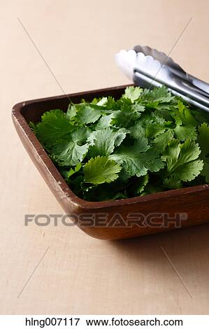 Coriander View Large Photo Image Stock Photo - Coriander. Fotosearch