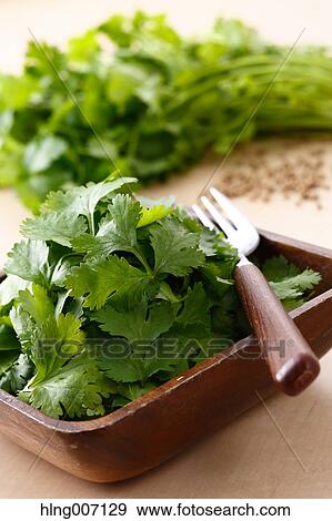 Coriander View Large Photo Image Stock Photo - Coriander. Fotosearch