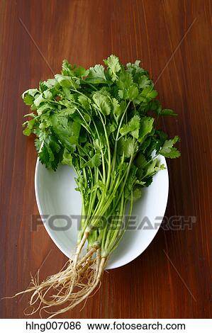 Stock Photograph - Coriander. Fotosearch