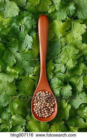 Coriander View Large Photo Image Stock Photograph - Coriander. Fotosearch